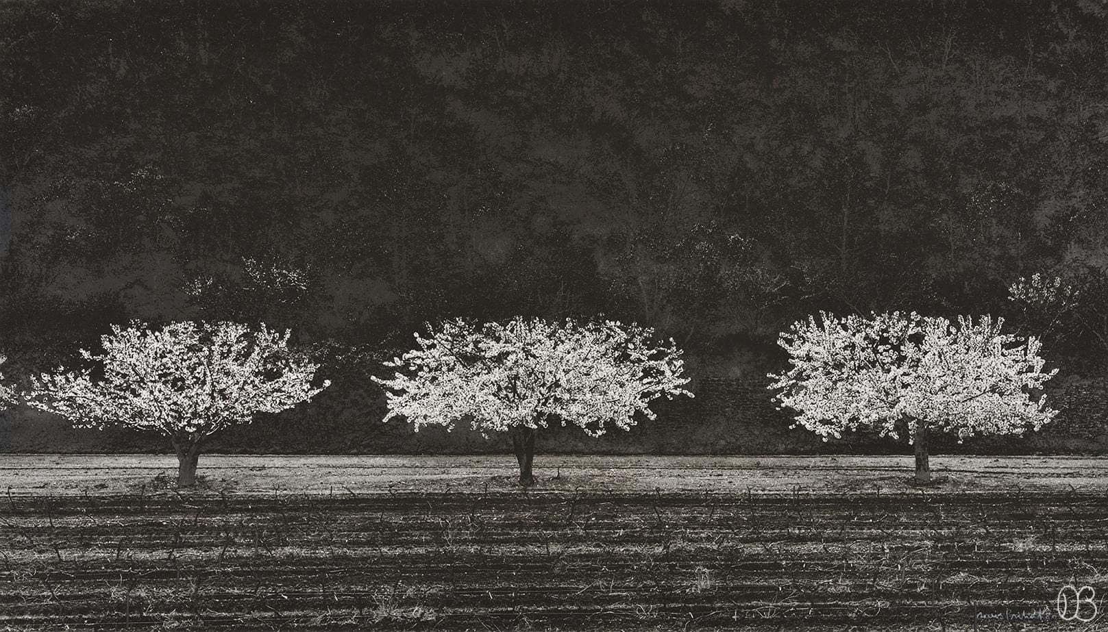 photographie de Denis Brihat : trois cerisiers en fleurs