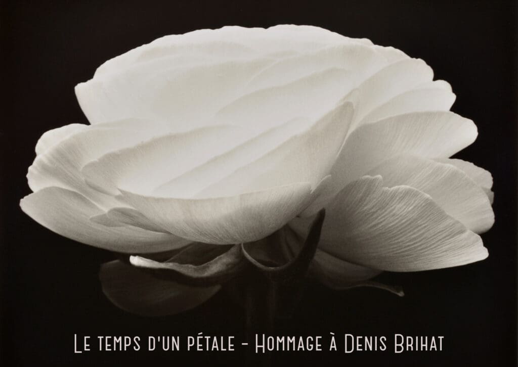 Gardénia, photographie de Denis Brihat, dans l'exposition Le temps d'un pétale